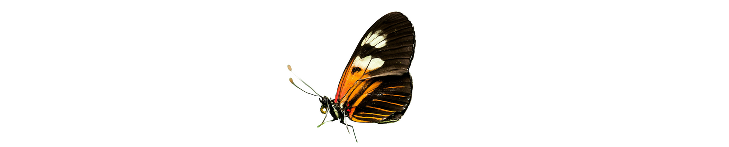 Gesunde Menschen e.V.